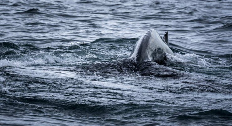 Whales: Majestic Giants of the Oceans