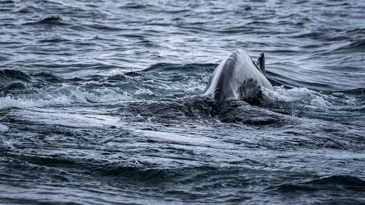 Whales: Majestic Giants of the Oceans