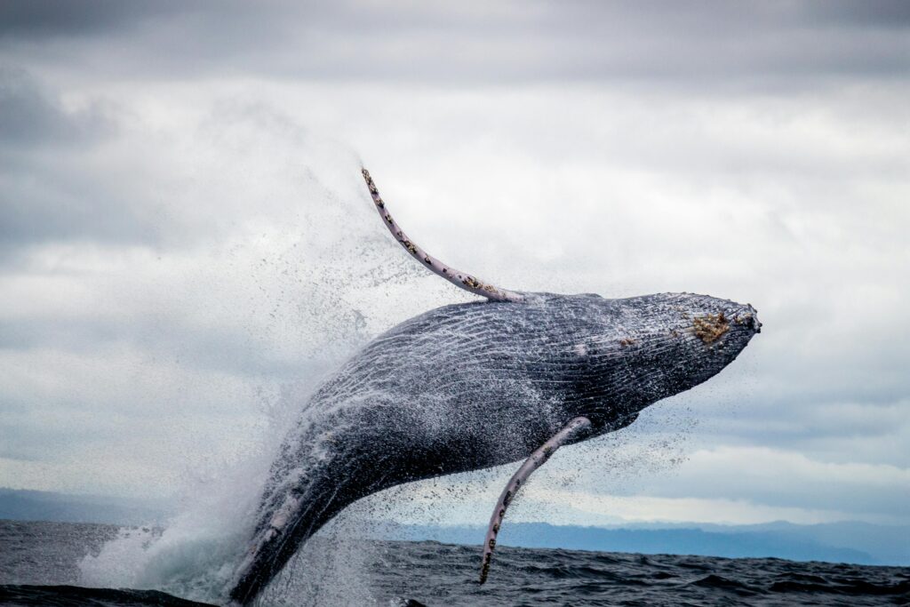 Best place for whale watching Iceland